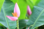 Banana Blossom Stock Photo