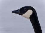 Beautiful Picture With A Cute Canada Goose Stock Photo