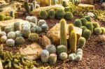 Variety Of Cactus Stock Photo