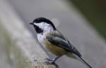 Black-capped Chickadee Bird Stock Photo