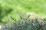 Wild Grasses Stock Photo