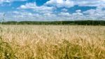 Field Of Rye Stock Photo