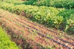 Chinese Kale Vegetable In Garden For Background Stock Photo