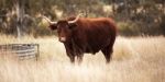 Longhorn Cow In The Paddock Stock Photo