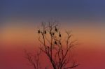 Silhouette Image Of Dead Tree Stock Photo