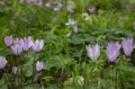 The Cyclamen Blooming In Israel	 Stock Photo