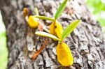 Orchid Growing On Tree Stock Photo