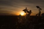 Cotton Field In Oakey, Queensland Stock Photo