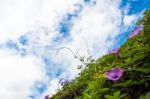 Purple Flowers Of Ivy Plant And Blue Sky Stock Photo