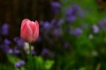 Tulip Stock Photo