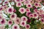 Pink Flower Bud Bouquet In Vase Stock Photo