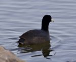 Beautiful Background With Amazing American Coot In The Lake Stock Photo