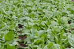 Green Chard Plantation In The Organic Garden Stock Photo