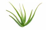 Aloe Vera Isolated Stock Photo