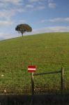 Empty Green Hills With Very Few Scattered Trees Stock Photo