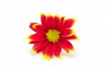 Red Chrysanthemum Flower Stock Photo