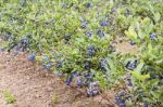 Blueberry Farm Stock Photo