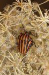 Striped Shield Bug Stock Photo