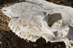 Sheep Skull Stock Photo