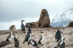 Sea Lion And King Cormorant Colony Sits On An Island In The Beag Stock Photo