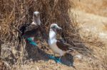 Family Portrait Of Blue-footed Boobies, Sula Nebouxii Excisa Stock Photo