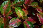 Top View Of Multicolored And Colorful Leaves Plant Flower Stock Photo