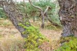 Stunted Pine And Birch On The Coast Stock Photo