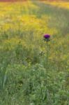 A Field Of Spring Flowers In Castiglione Del Lago Province Of Perugia Stock Photo