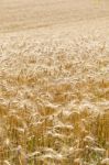 Wheat Field Stock Photo