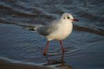 Seagull Stock Photo