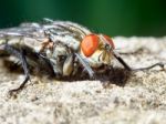 Gray Fly Stock Photo