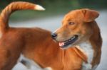 Portrait Of A Cute Brown Dog Stock Photo