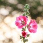 Hollyhock Flower Stock Photo