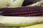 Fresh Organic Sweet Purple Corn Stock Photo