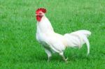 White Rooster Stock Photo