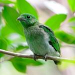 Female Green Broadbill Stock Photo