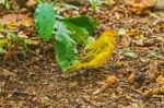 Male Yellow Warbler From Galapagos Stock Photo