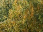 Autumn Tree Foliage Texture Stock Photo