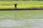 Scarecrow In A Rice Field Stock Photo