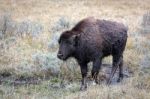 American Bison (bison Bison) Stock Photo