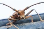 He Insects Stock Photo