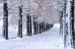 View Of Bench And Trees With Falling Snow Stock Photo