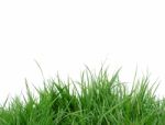 Grass Background Stock Photo