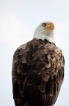 American Bald Eagle Stock Photo