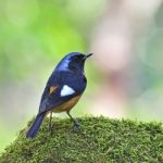 Male Daurian Redstart Stock Photo