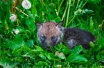 Gray Wolf Cubs In A Grass Stock Photo