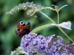 European Peacock Butterfly (inachis Io) Feeding On Buddleia Blos Stock Photo