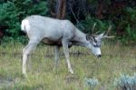 Mule Deer (odocoileus Hemionus) Stock Photo