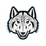 Artic Wolf Head Front Mascot Stock Photo