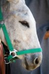 Donkey Head Stock Photo